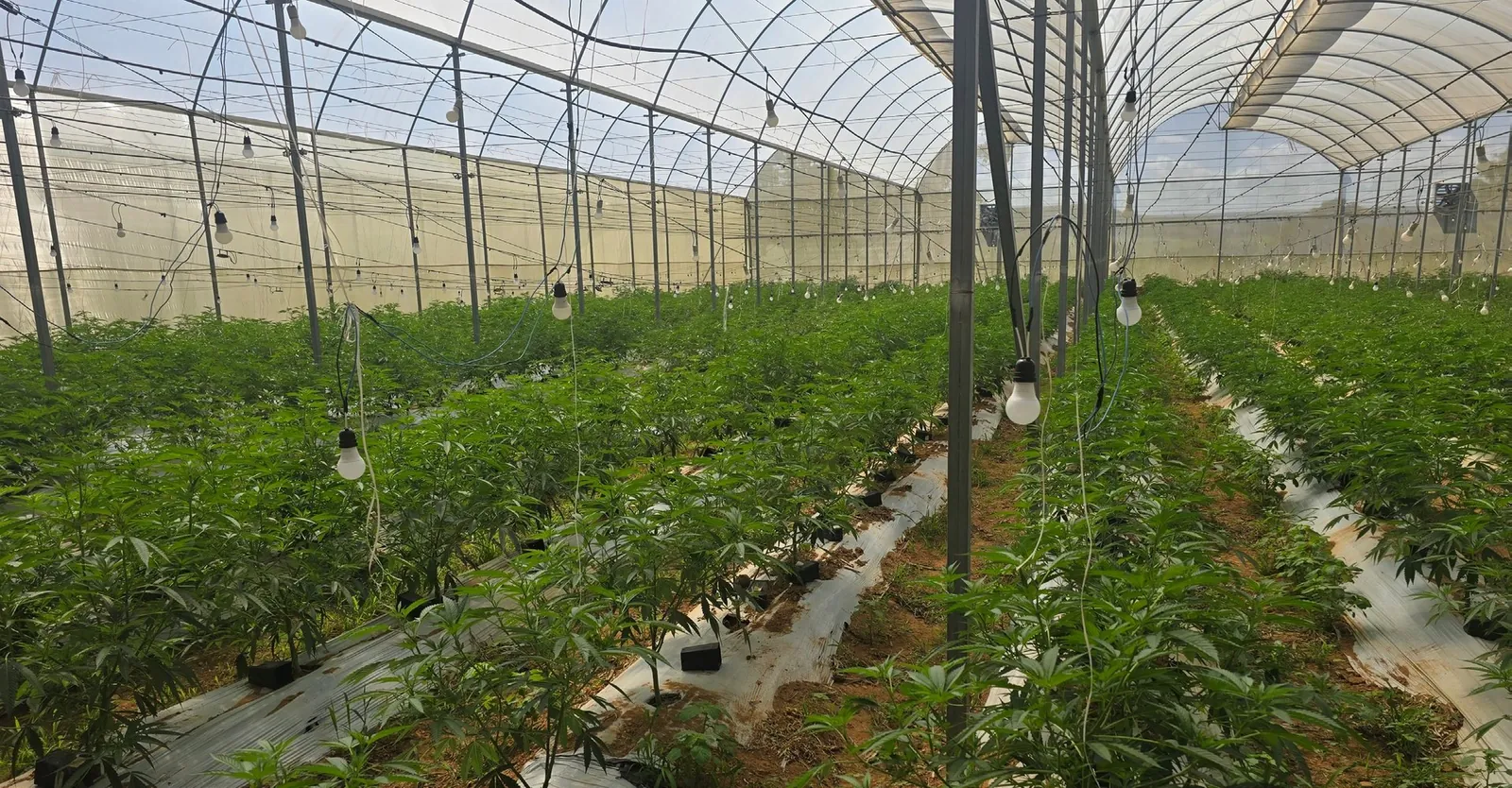Visão ampla da estrutura própria de cultivo de cannabis medicinal da Abrapango