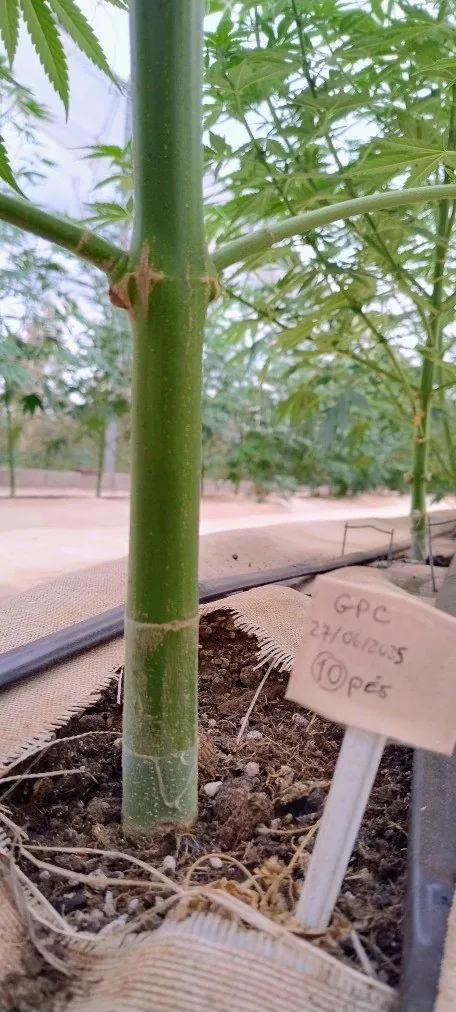 Planta de cannabis com identificação individual no cultivo da Abrapango